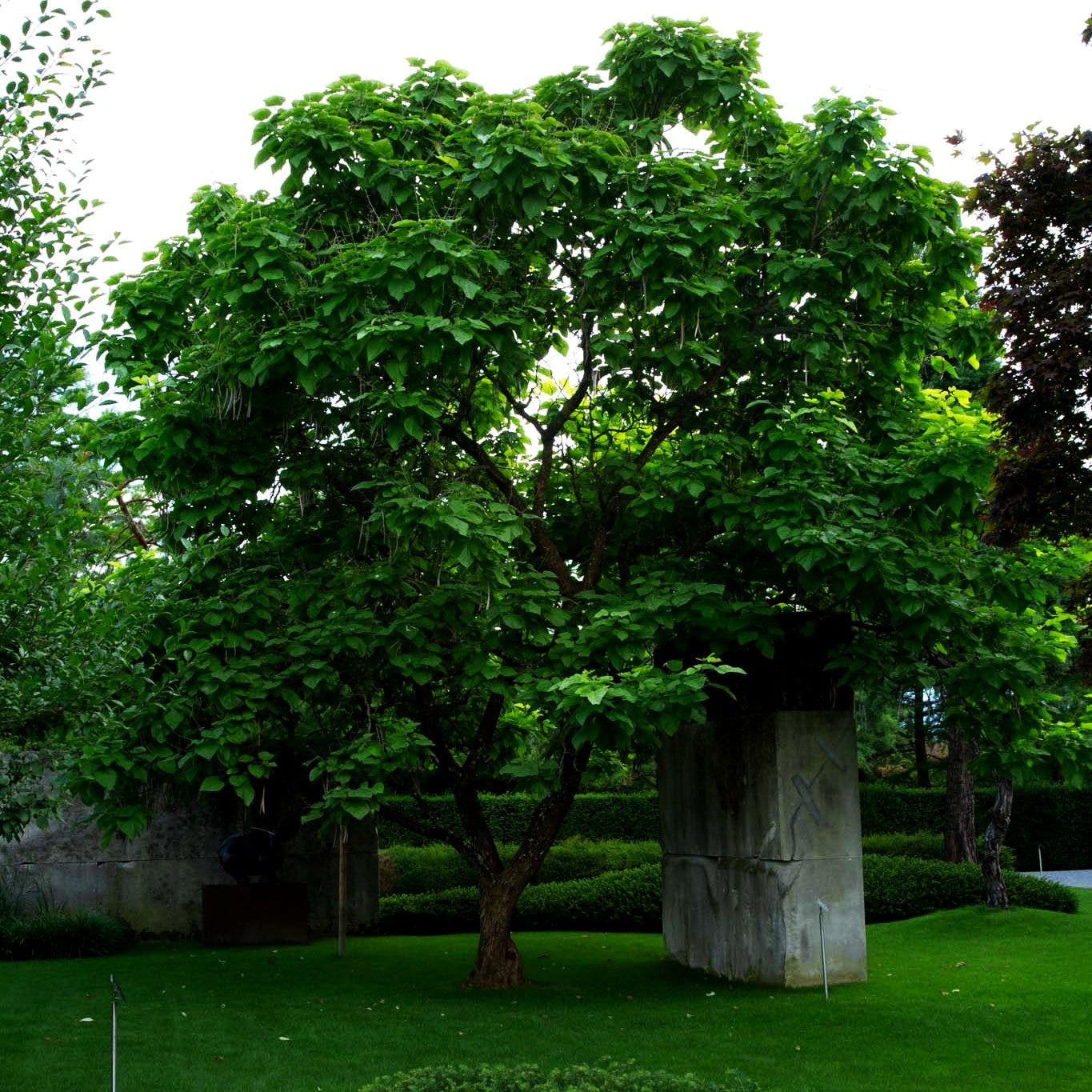 Trompetenbaum (Catalpa bignonioides)