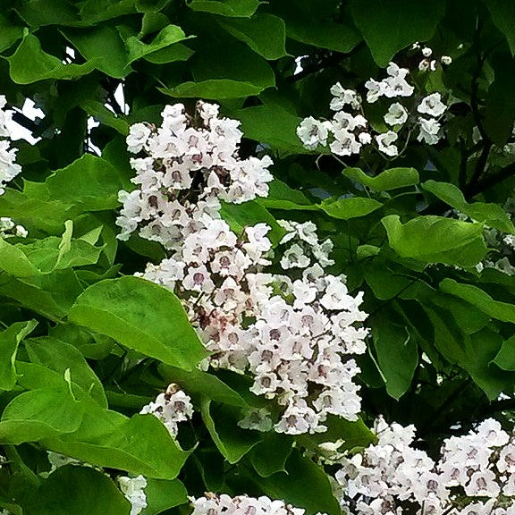 Trompetenbaum (Catalpa bignonioides)