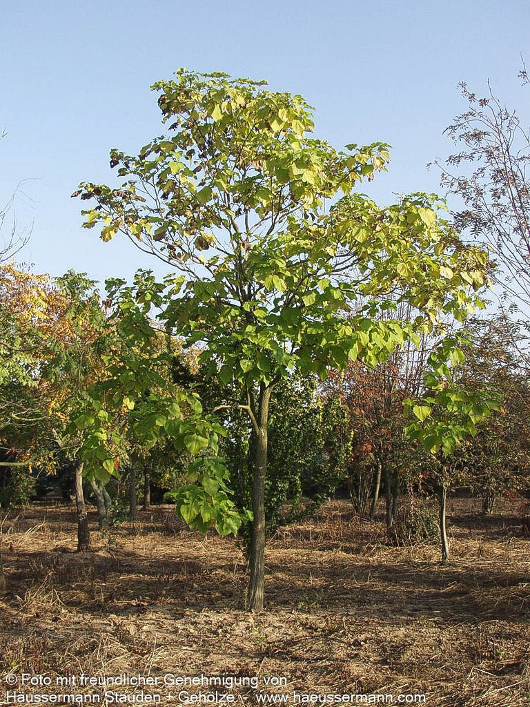 Trompetenbaum (Catalpa bignonioides)