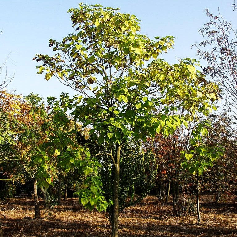 Trompetenbaum (Catalpa bignonioides)