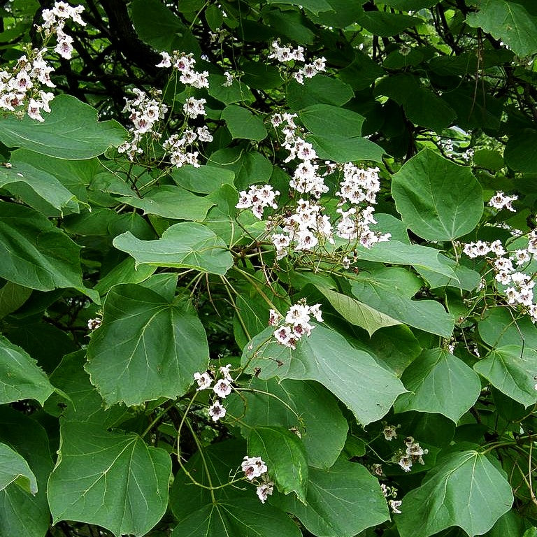 Trompetenbaum (Catalpa bignonioides)