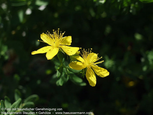 Tüpfel-Johanniskraut 'Topaz' (Hypericum perforatum)
