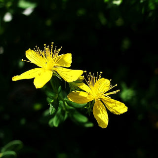 Tüpfel-Johanniskraut 'Topaz' (Hypericum perforatum)