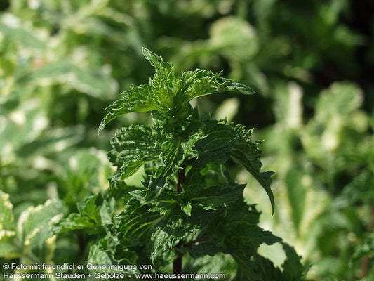Türkische Minze 'Nane' (Mentha spicata)