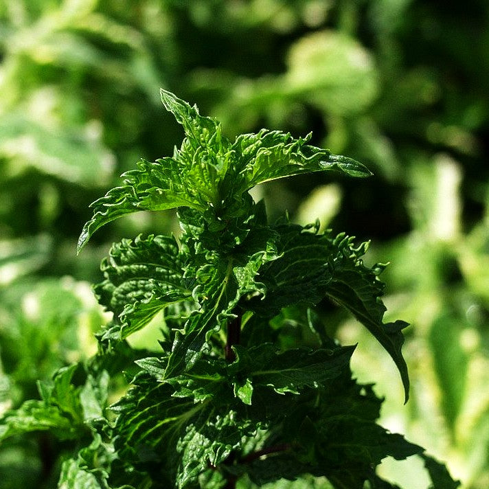 Türkische Minze 'Nane' (Mentha spicata)