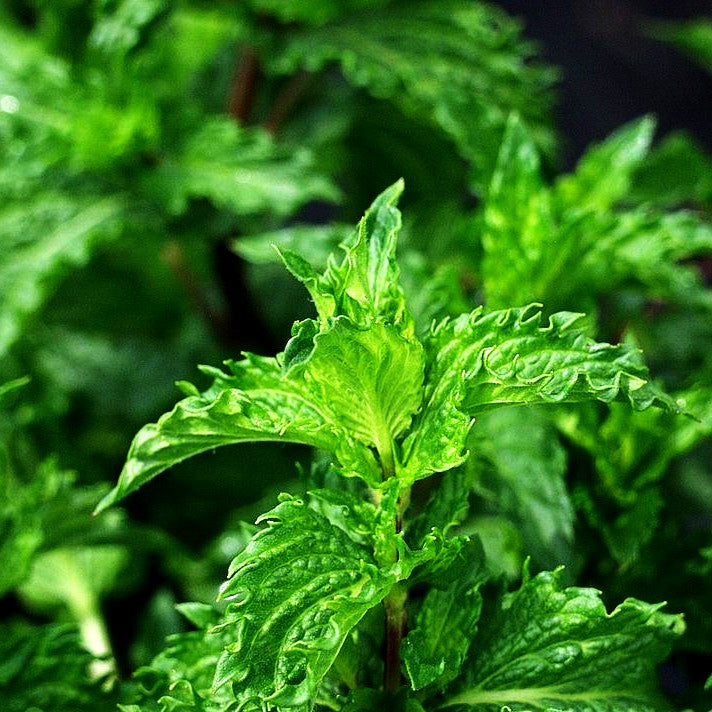 Türkische Minze 'Nane' (Mentha spicata)