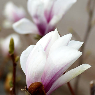 Tulpen-Magnolie 'Alba Superba' (Magnolia x soulangiana)