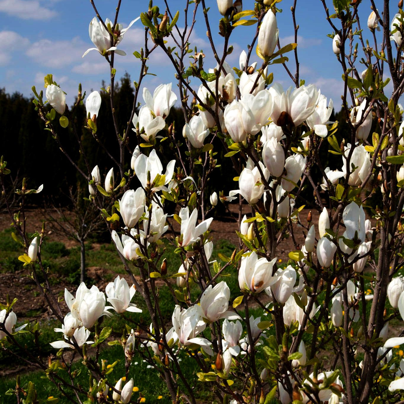 Tulpen-Magnolie 'Alba Superba' (Magnolia x soulangiana)