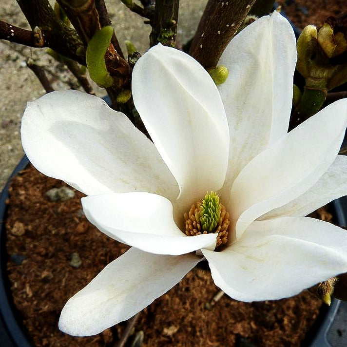 Tulpen-Magnolie 'Alba Superba' (Magnolia x soulangiana)
