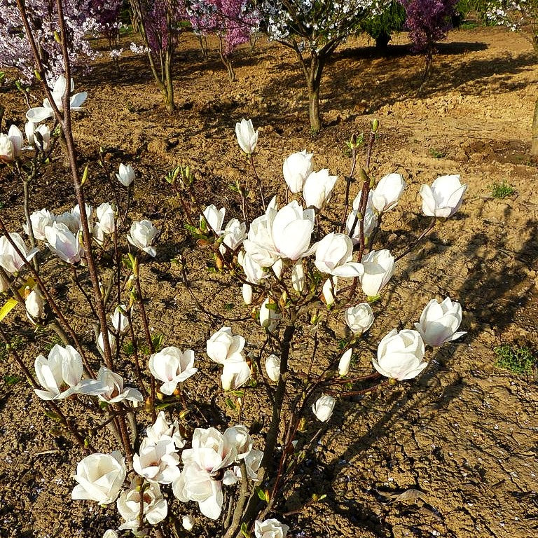 Tulpen-Magnolie 'Alba Superba' (Magnolia x soulangiana)