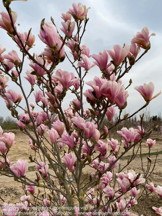 Tulpen-Magnolie 'Heaven Scent' (Magnolia x soulangiana)