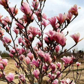 Tulpen-Magnolie 'Heaven Scent' (Magnolia x soulangiana)