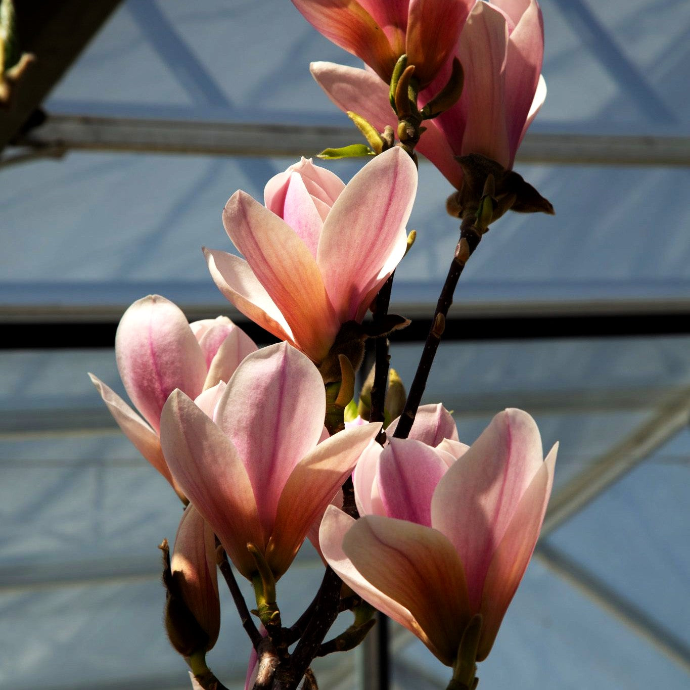 Tulpen-Magnolie 'Heaven Scent' (Magnolia x soulangiana)