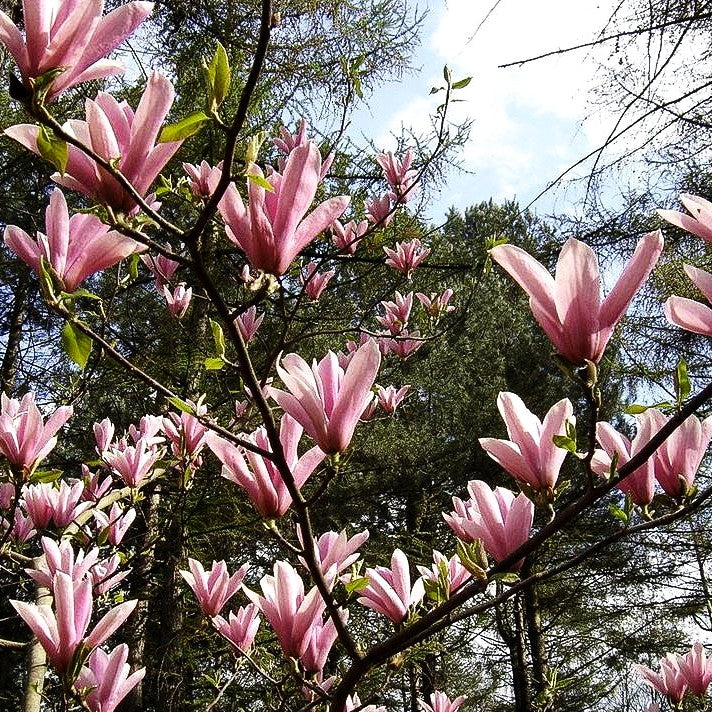 Tulpen-Magnolie 'Heaven Scent' (Magnolia x soulangiana)