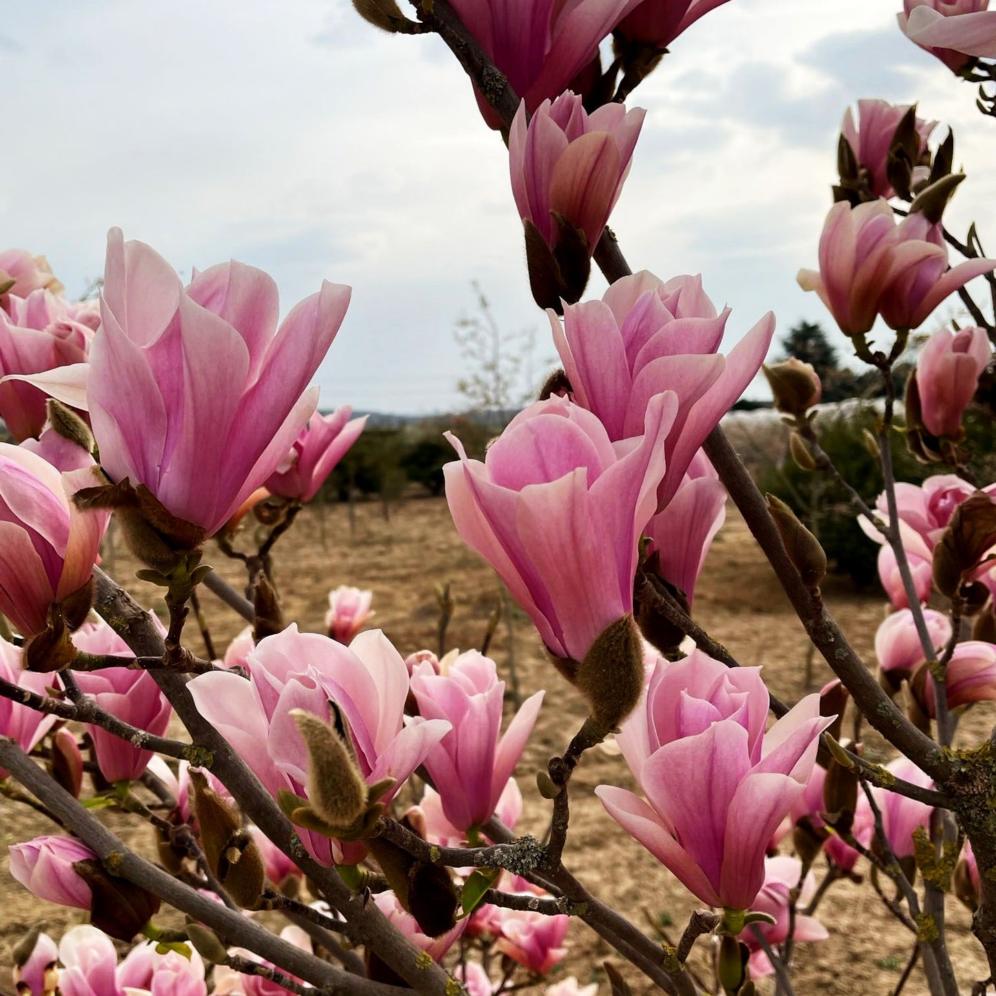 Tulpen-Magnolie 'Heaven Scent' (Magnolia x soulangiana)