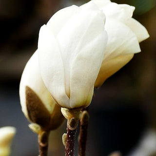 Tulpen-Magnolie 'Lennei Alba' (Magnolia x soulangiana)