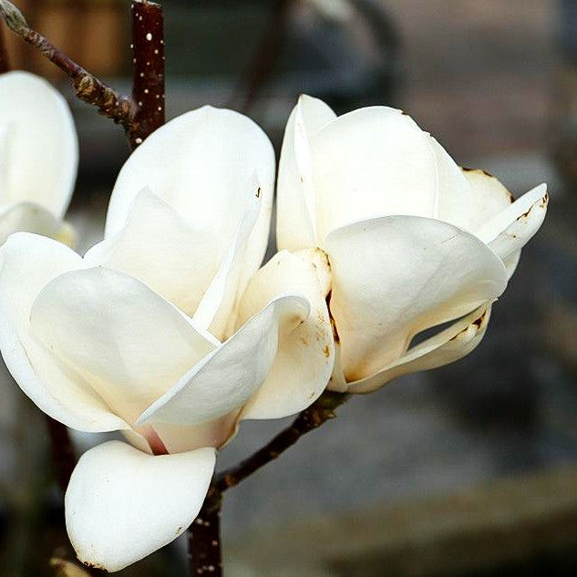 Tulpen-Magnolie 'Lennei Alba' (Magnolia x soulangiana)