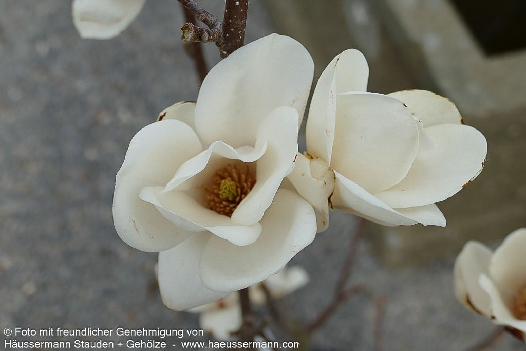 Tulpen-Magnolie 'Lennei Alba' (Magnolia x soulangiana)