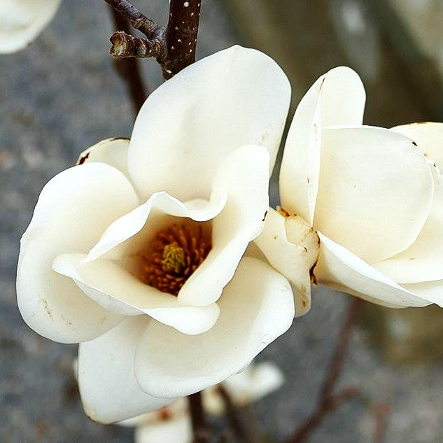 Tulpen-Magnolie 'Lennei Alba' (Magnolia x soulangiana)