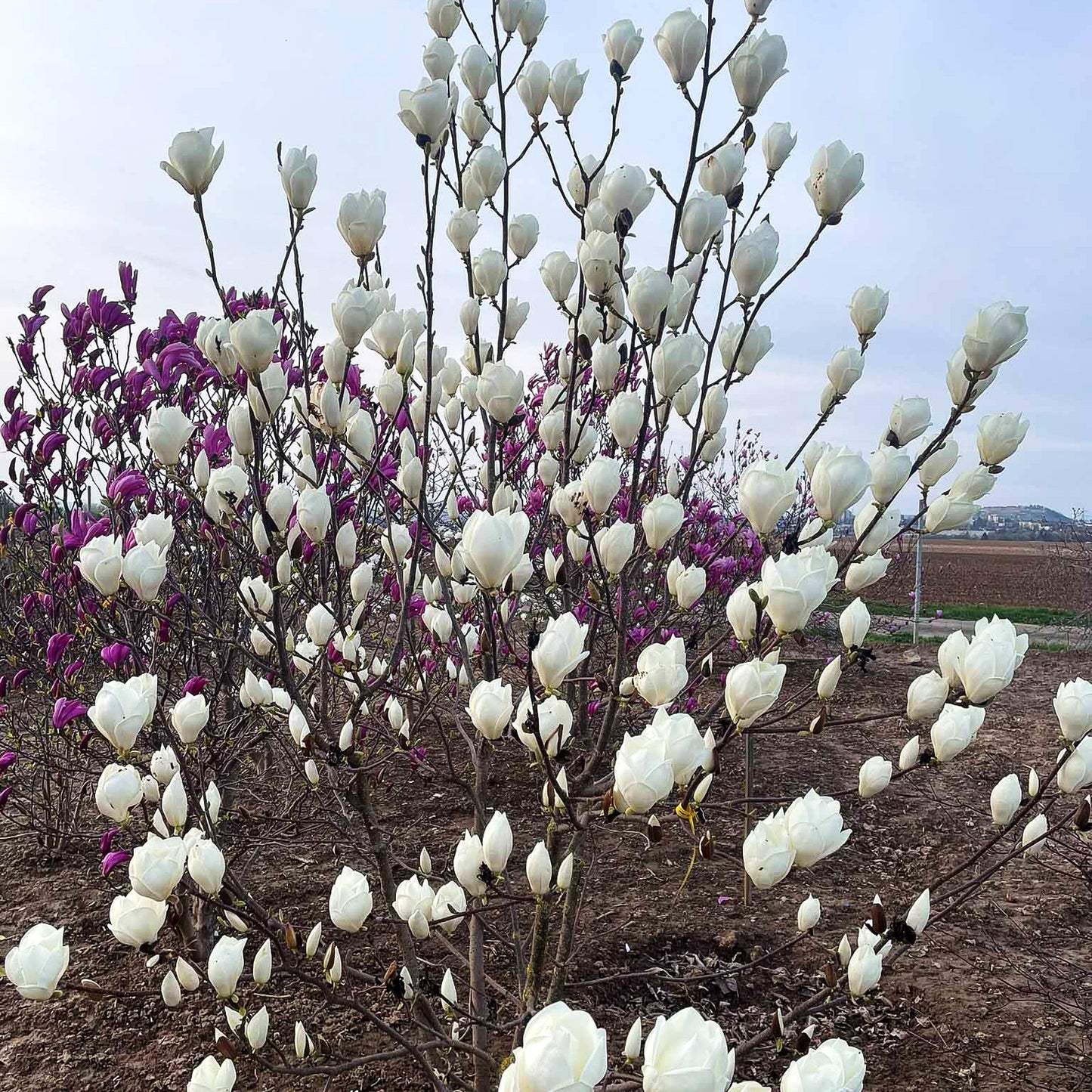 Tulpen-Magnolie 'Lennei Alba' (Magnolia x soulangiana)