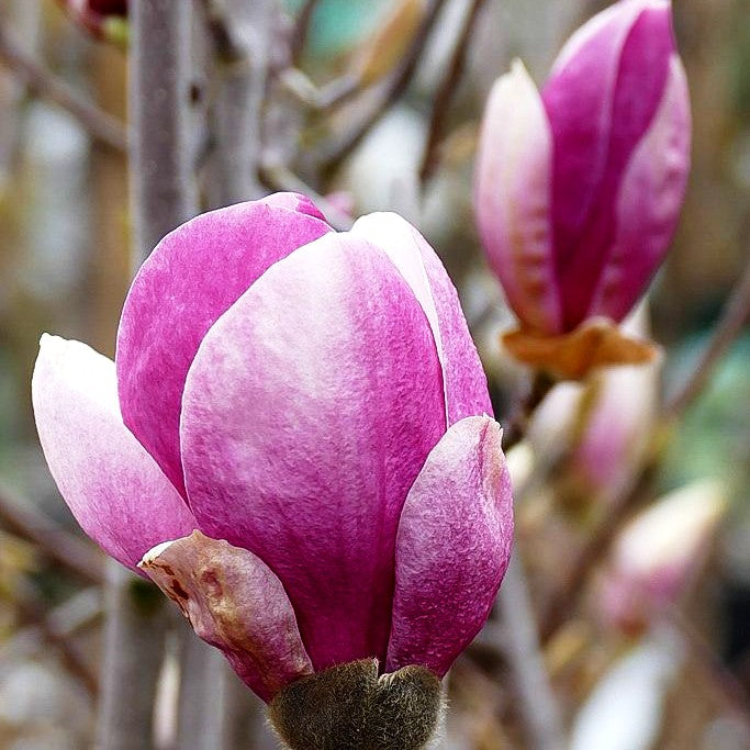 Tulpen-Magnolie 'Lennei' (Magnolia x soulangiana)