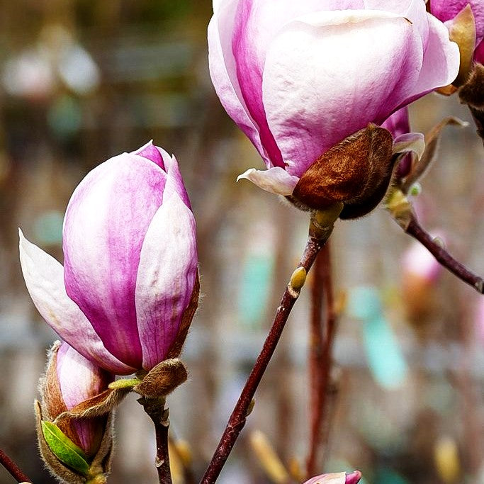 Tulpen-Magnolie 'Lennei' (Magnolia x soulangiana)