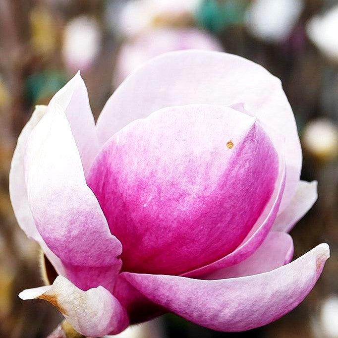 Tulpen-Magnolie 'Lennei' (Magnolia x soulangiana)