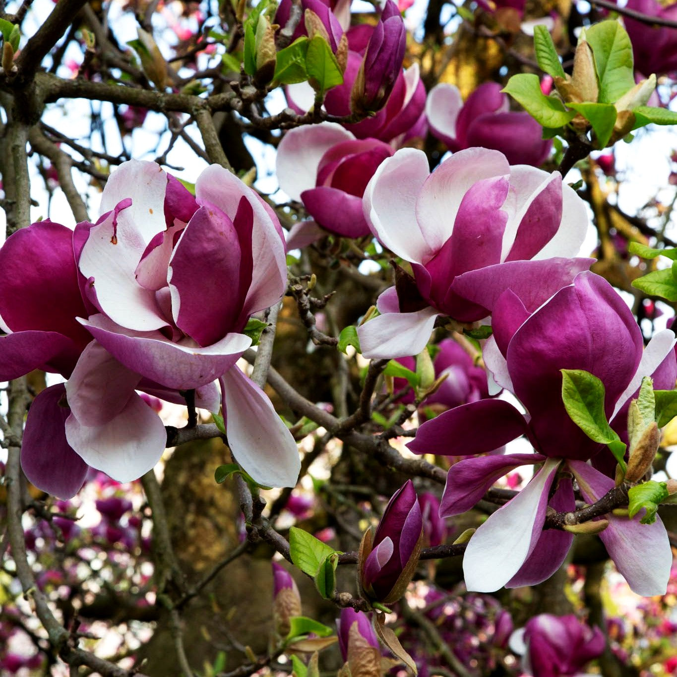 Tulpen-Magnolie 'Lennei' (Magnolia x soulangiana)