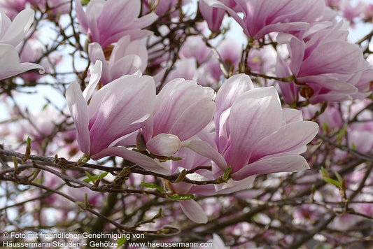 Tulpen-Magnolie (Magnolia x soulangiana)