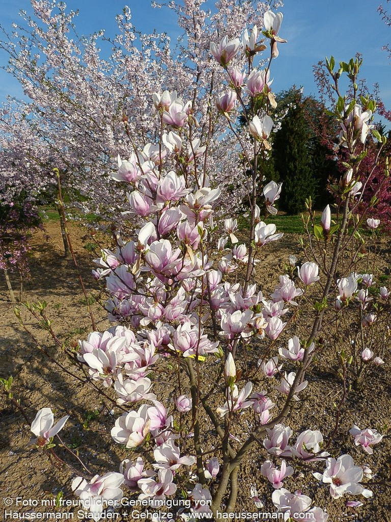 Tulpen-Magnolie (Magnolia x soulangiana)