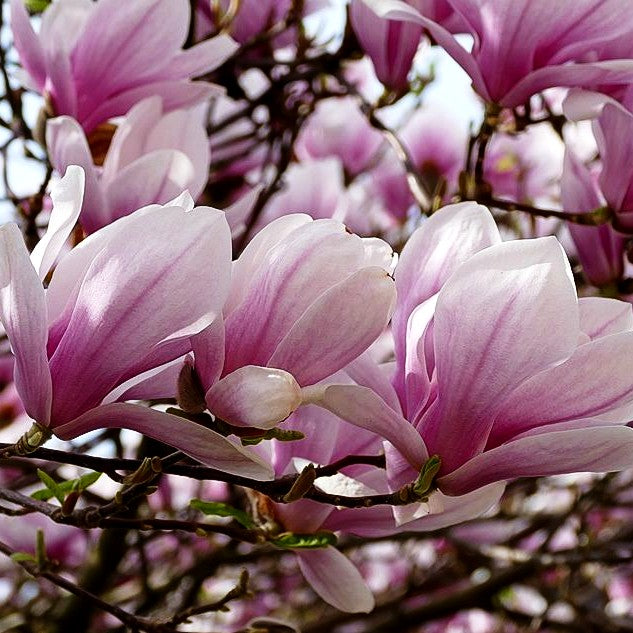 Tulpen-Magnolie (Magnolia x soulangiana)