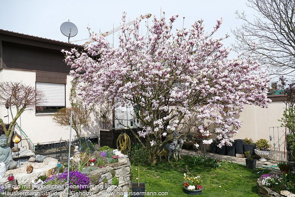 Tulpen-Magnolie (Magnolia x soulangiana)