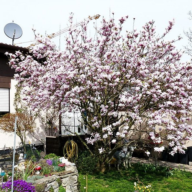 Tulpen-Magnolie (Magnolia x soulangiana)