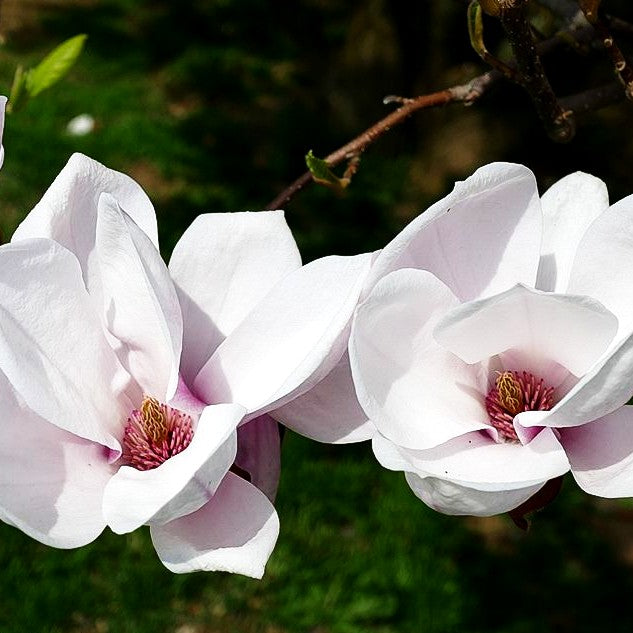 Tulpen-Magnolie (Magnolia x soulangiana)