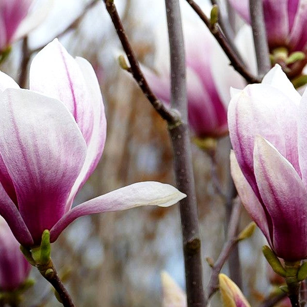 Tulpen-Magnolie (Magnolia x soulangiana)