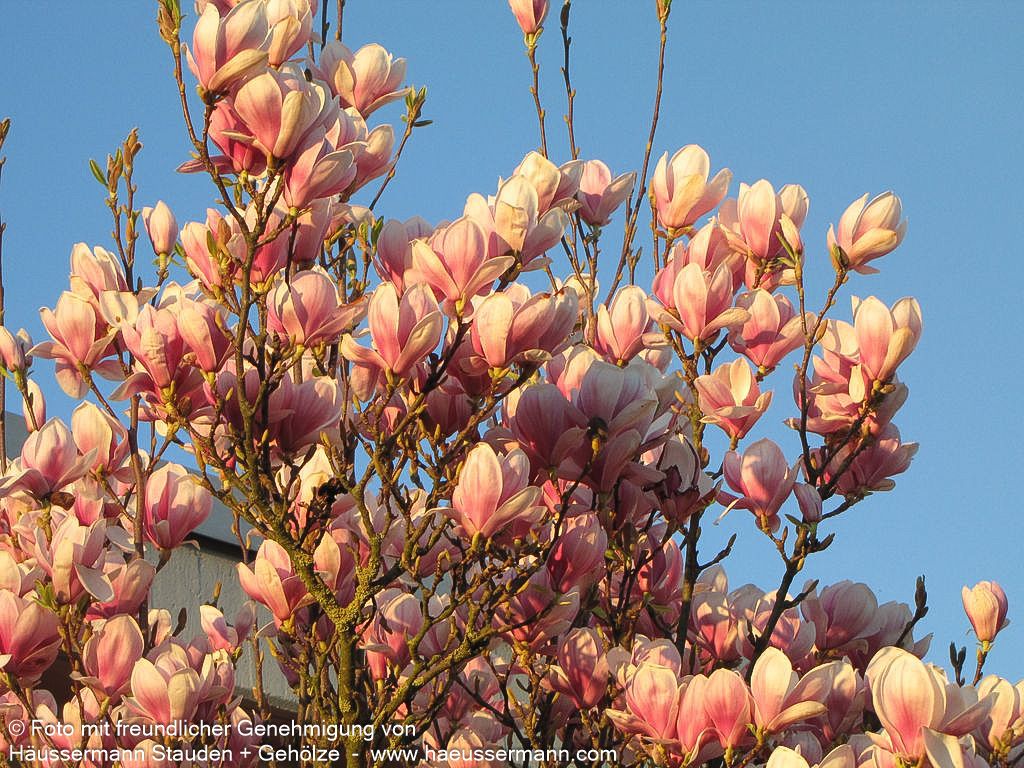 Tulpen-Magnolie (Magnolia x soulangiana)
