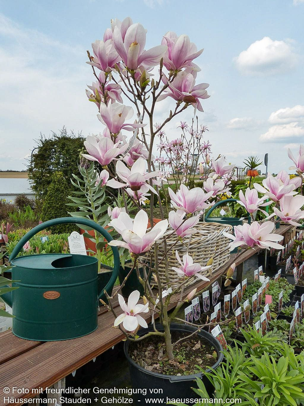 Tulpen-Magnolie (Magnolia x soulangiana)