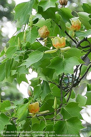 Tulpenbaum (Liriodendron tulipifera)