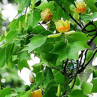 Tulpenbaum (Liriodendron tulipifera)