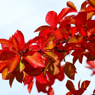 Tupelobaum (Nyssa sylvatica)