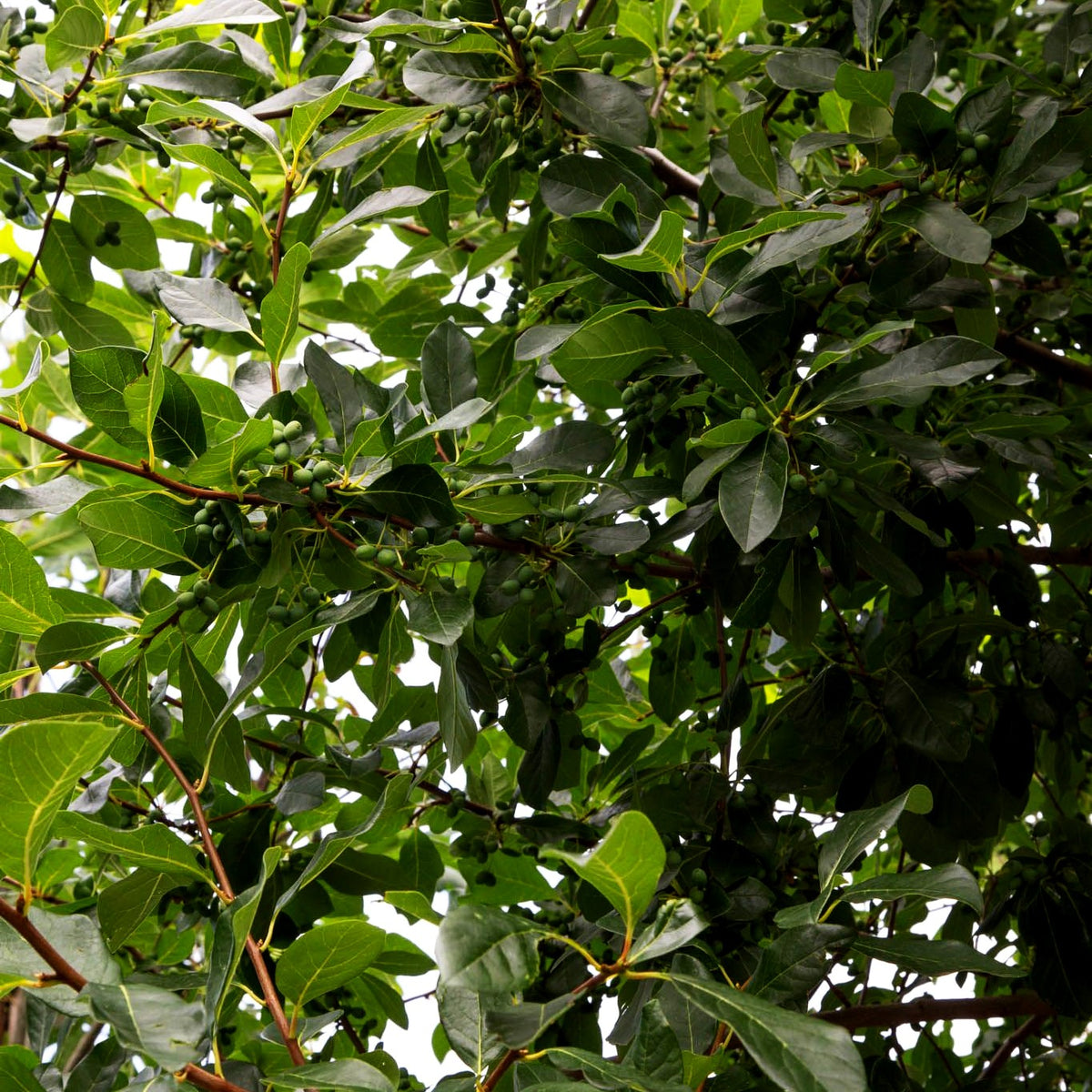 Tupelobaum (Nyssa sylvatica)