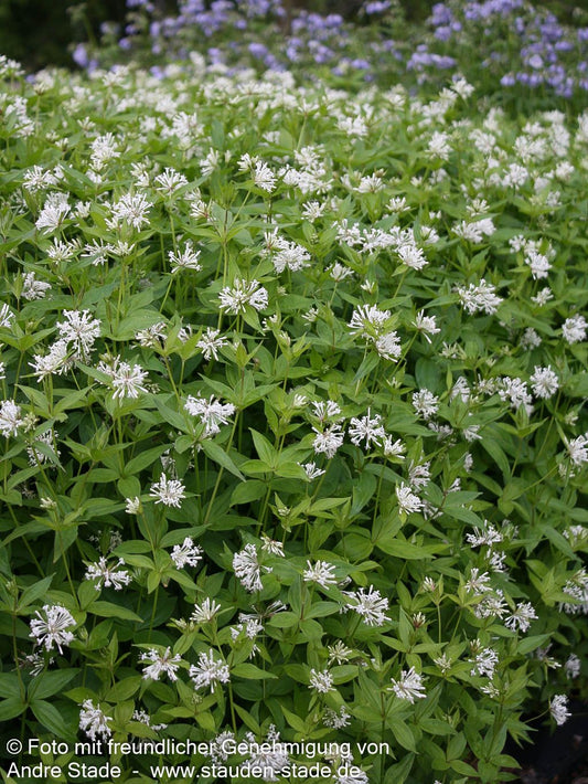Turiner Meier (Asperula taurina)