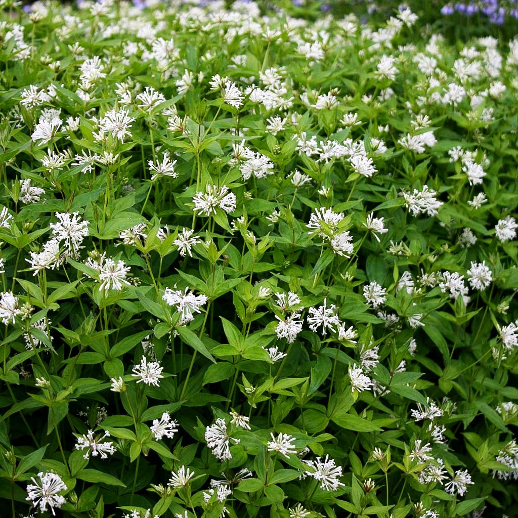 Turiner Meier (Asperula taurina)