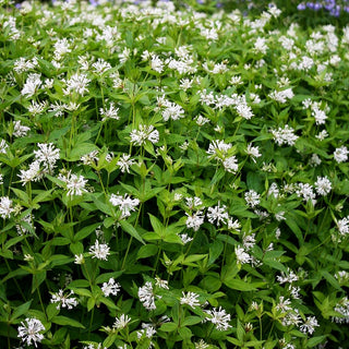 Turiner Meier (Asperula taurina)