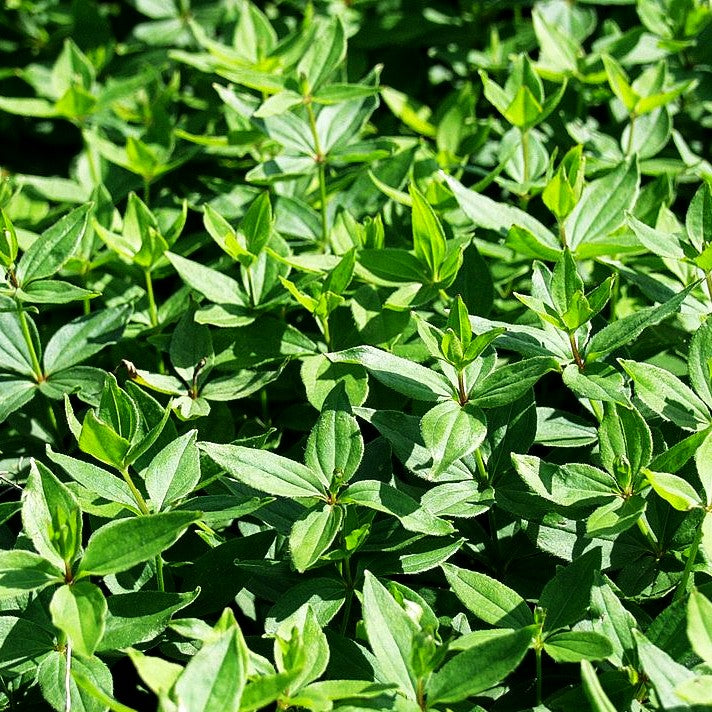 Turiner Meier (Asperula taurina)