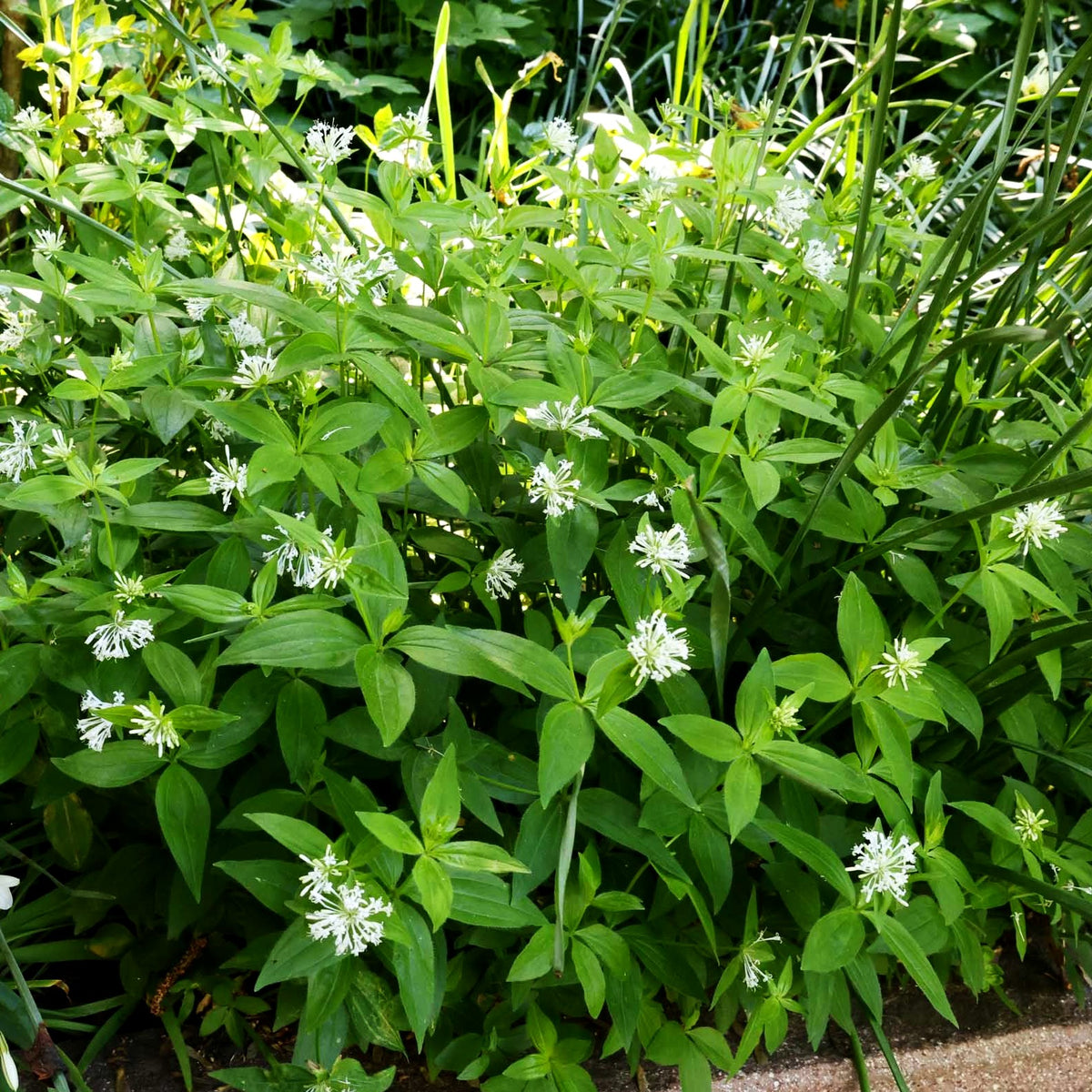 Turiner Meier (Asperula taurina)