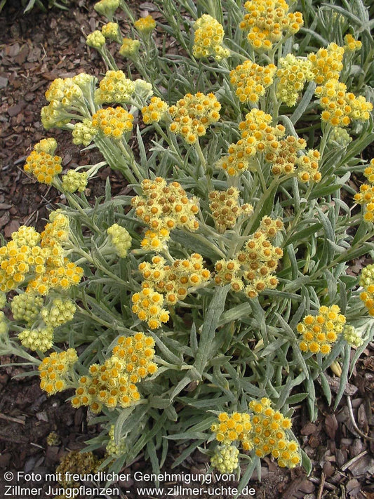 Turkestan-Strohblume 'Goldkind' (Helichrysum thianshanicum)