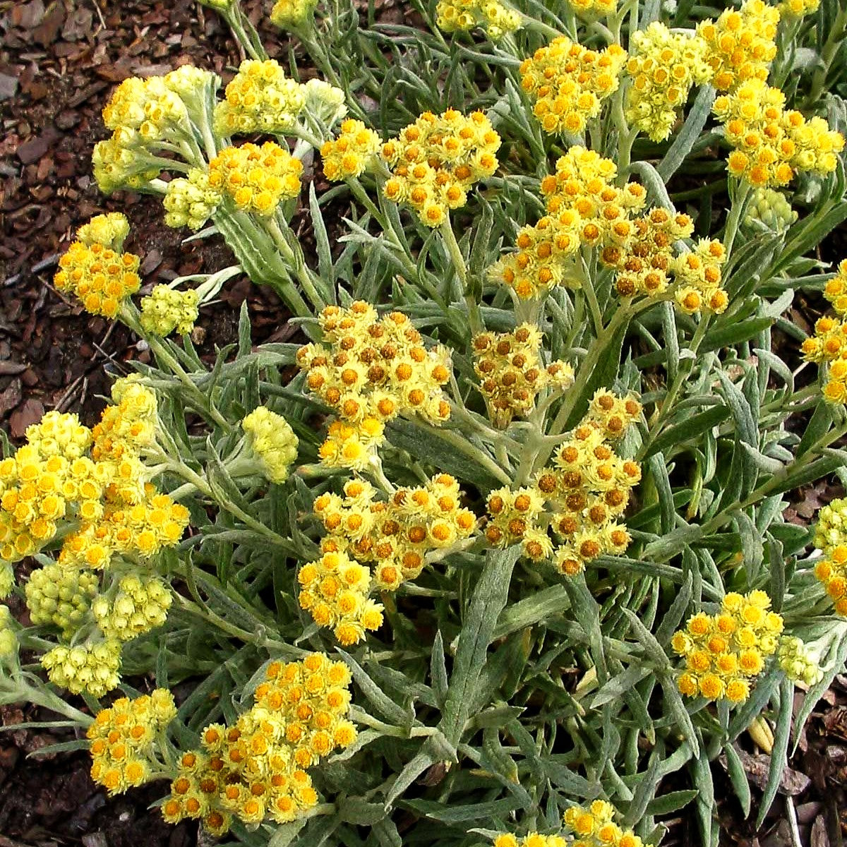 Turkestan-Strohblume 'Goldkind' (Helichrysum thianshanicum)