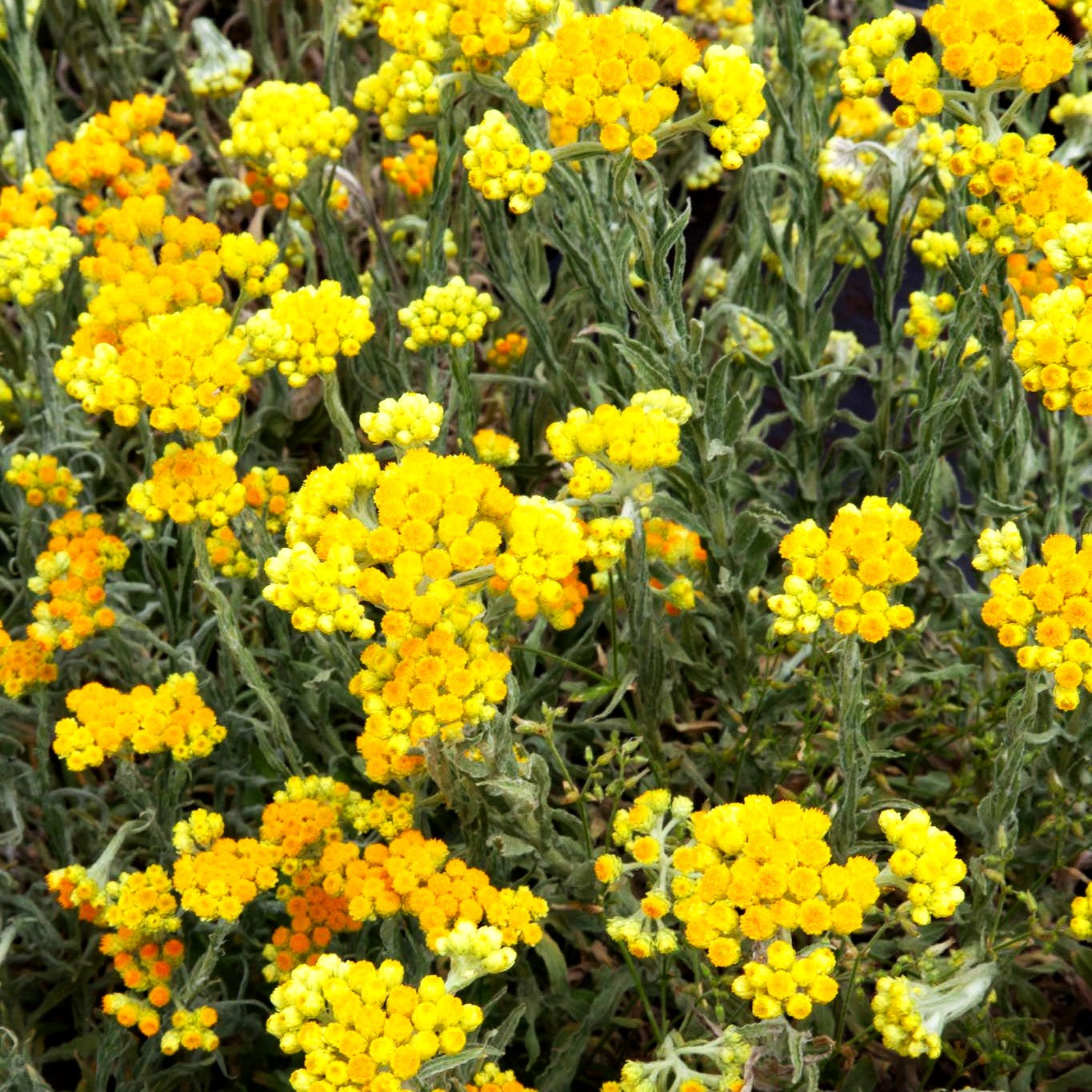 Turkestan-Strohblume 'Goldkind' (Helichrysum thianshanicum)