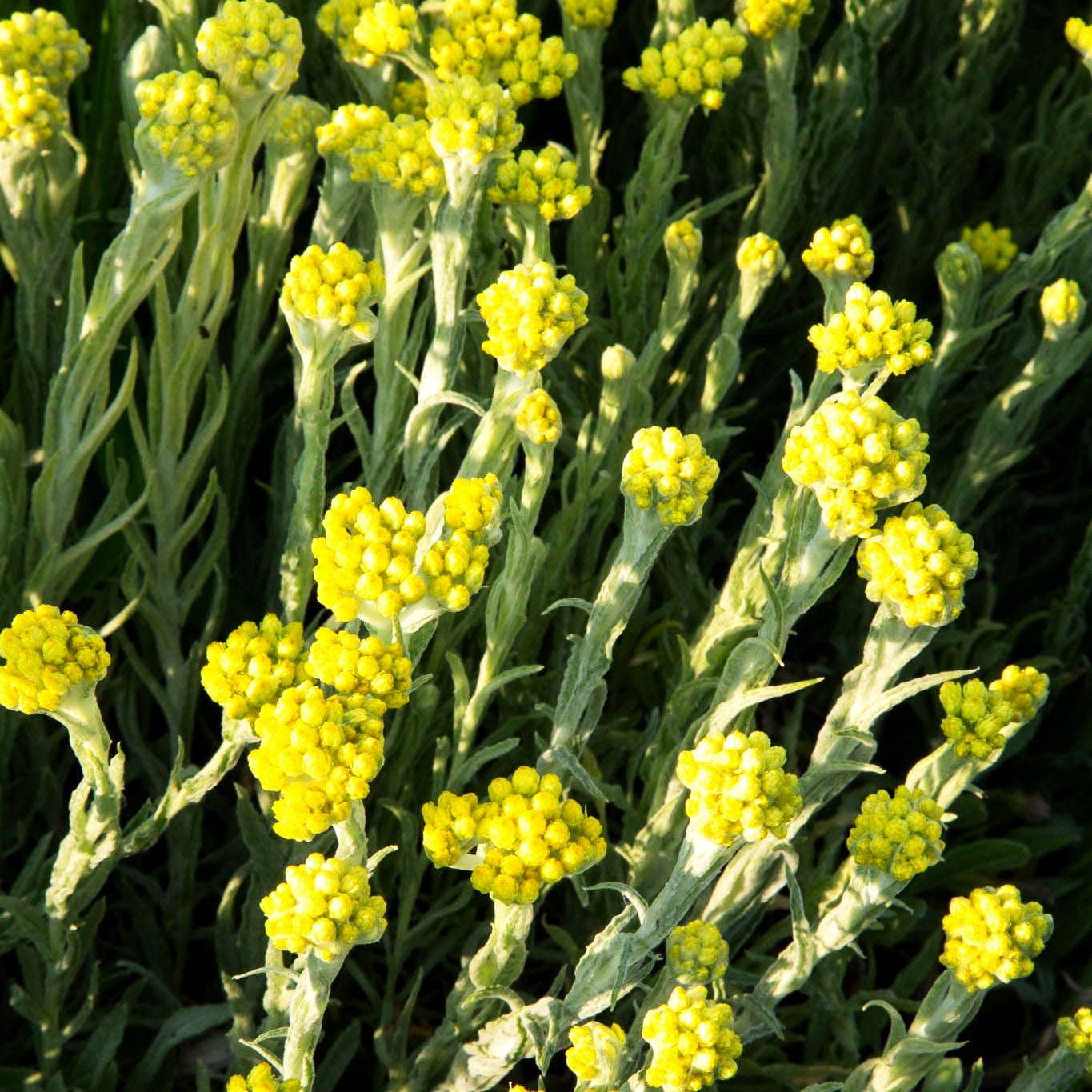 Turkestan-Strohblume 'Goldkind' (Helichrysum thianshanicum)